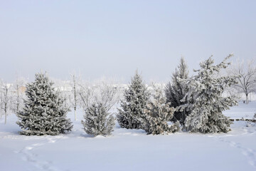 Evergreen trees in the garden covered by snow blanket, the still beauty of winter season.