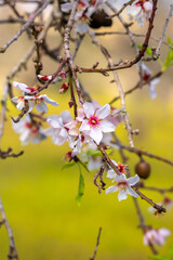 Mallorca, Spanien, Balearen, mandelblüte, Mittelmeer, Küste, majorca, espana,