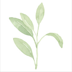 水彩で描いたセージのイラスト