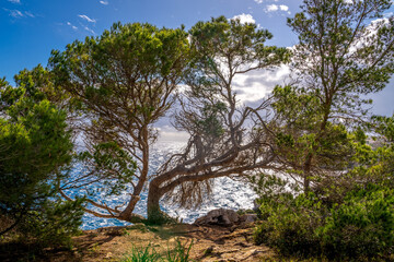 Fototapeta na wymiar Felsen Mallorca Mittelmeer Küste bei Es Pontas