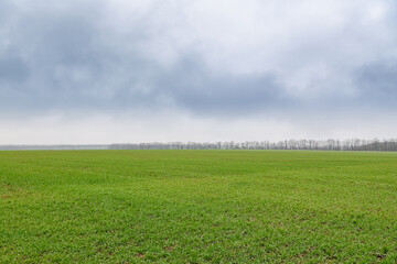 View of the field with shoots of winter wheat.