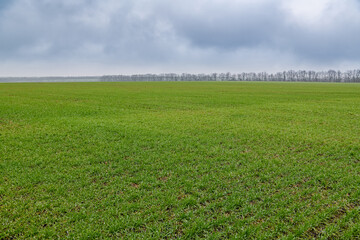 Rainy clouds over a field of winter wheat.