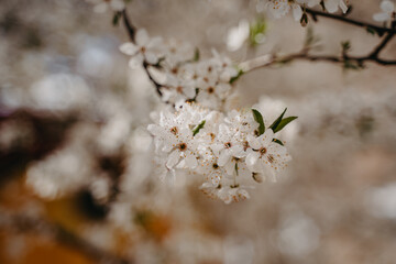 Beautiful blooming branch of a cherry tree on a blurred background.