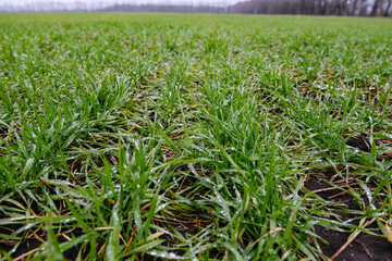 Fototapeta premium Rows of winter wheat shoots with raindrops, cloudy day.