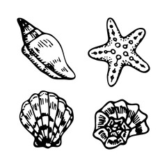 Doodle seashells set. Pearl skeleton mollusk, starfish. Hand drawn vector sketch illustration.