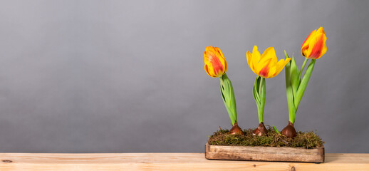 beautiful tulip flowers decoration on wooden board on grey background with copy space, floral...