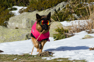 Germanshepherd winter sunglasses snow with jacket