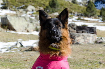 Germanshepherd winter sunglasses snow with jacket