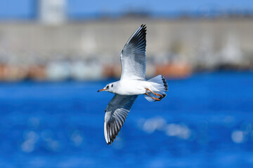 冬に海岸や水辺で見られる真っ白な水鳥、身近なユリカモメ