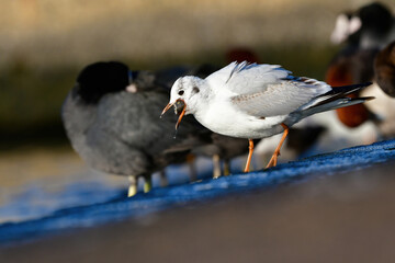 冬に海岸や水辺で見られる真っ白な水鳥、身近なユリカモメ