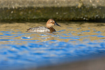 めったに見られない珍しい水鳥、カモの仲間オオホシハジロ