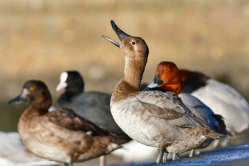 めったに見られない珍しい水鳥、カモの仲間オオホシハジロ