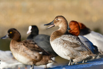 めったに見られない珍しい水鳥、カモの仲間オオホシハジロ