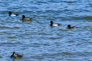 冬に海辺や湖にやってくるめったに見られない珍鳥のコスズガモ