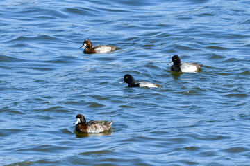 冬に海辺や湖にやってくるめったに見られない珍鳥のコスズガモ