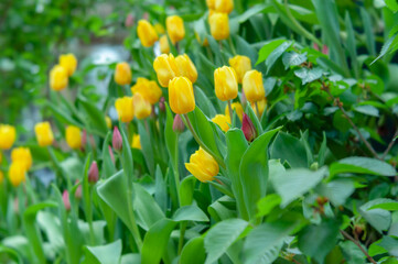 Field of yellow tulips with fresh green leaves. Dutch tulip bloom in a garden in spring. Floral banner for a florist shop or commercial greenhouse.