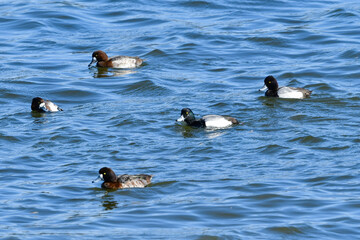 冬に海辺や湖にやってくるめったに見られない珍鳥のコスズガモ