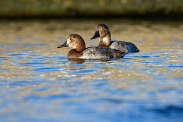 冬に湖や川で見られる身近なカモの仲間、ホシハジロ