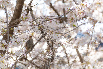 桜とヒヨドリ