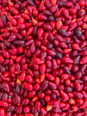 lots of ripe dogwood berries food vitamins healthy food as background