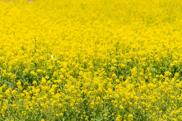Fototapeta premium 菜の花畑