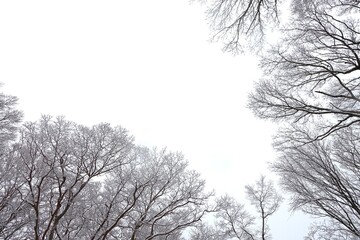 雪が積もる冬枯れの木々と冬空