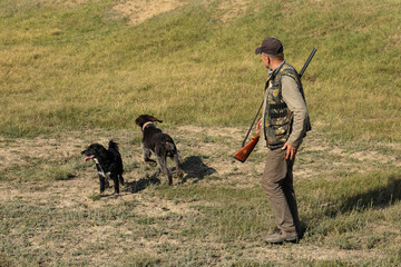 Mature man hunter with gun while walking on field with your dogs