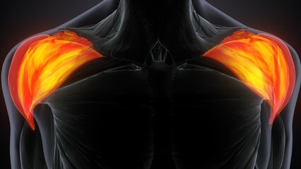 3d iillustration arm muscles deltoideus muscle anatomy.