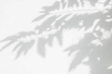 Leaf shadow and light on wall background. Nature tropical leaves tree branch and plant shade with...