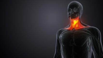 Platysma muscle anatomy .3d illustration

