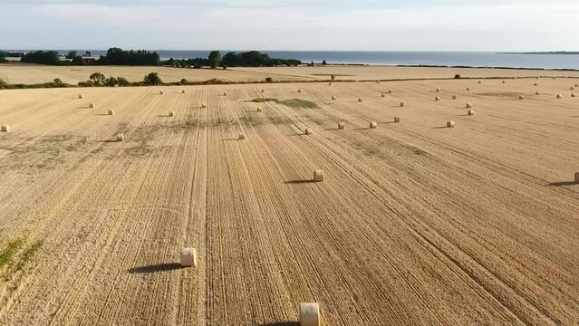 Aerial photo HD harvesting golden wheat field Drone moves over the field with freshly harvested straw bales at sunset