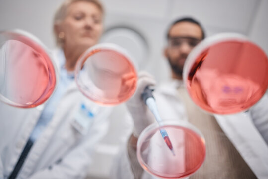 Research, Laboratory And Science By Technician Team In Analytics With A Sample In Lab With Petri Dish. Professional, Below And Medical Scientists As Teamwork, DNA And Collaboration In Chemistry