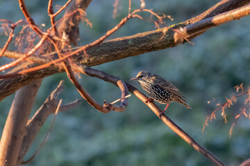 Common Starling perched on a tree against the light