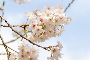 桜