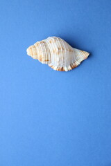 Summer concept. Seashell on a blue background.
