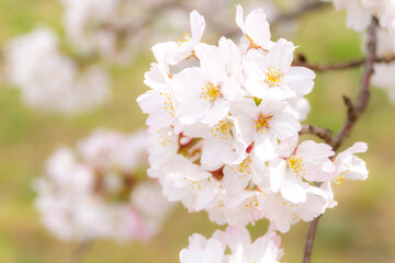 Fototapeta premium 桜の花