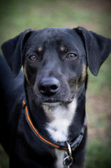 Perro negro rescatado fondo desenfocado