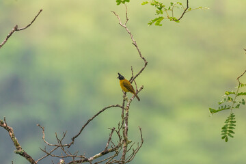 Black-crested bulbul (Rubigula flaviventris) at Rongton, Darjeeling, West Bengal, India.