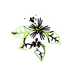 color line art of jasmine flower with transparent background