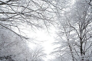 雪が積もる冬枯れの木々と冬空
