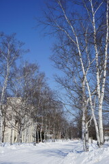 Fototapeta premium Obihiro University of Agriculture and Veterinary Medicine in Obihiro, Hokkaido, Japan - 日本 北海道 帯広畜産大学