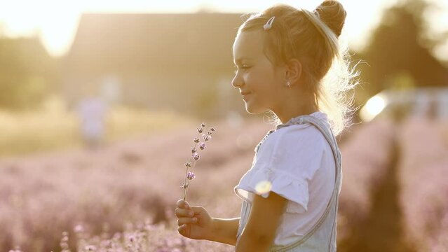 Portrait of a cute girl is smelling a lavender flowers. A child is walking in a field of lavender on sunset. Kid is having fun on nature on summer holiday vacation