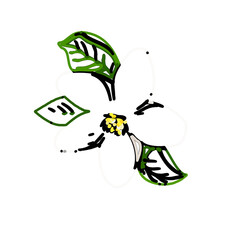 color line art of jasmine flower with transparent background