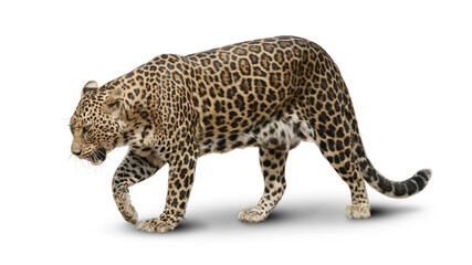 Big cat leopard  hunting in jungle isolated on white background. This has clipping path.