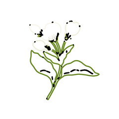 color line art of jasmine flower with transparent background