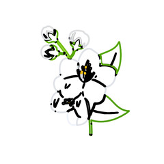 color line art of jasmine flower with transparent background