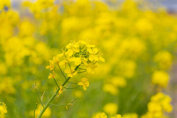 Obraz premium 菜の花畑