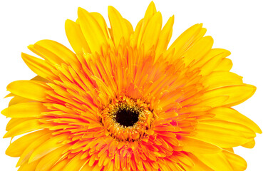 Orange Gerbera Daisy