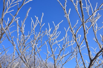 branches of a tree  in ice against the blue sky