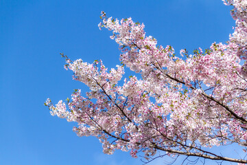 青空と桜